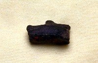 藏品(鹿角)的圖片